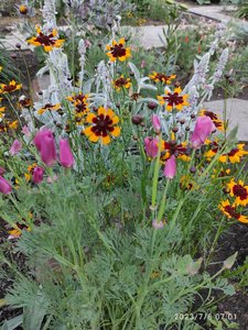 IMG_20230708_070145.jpg
