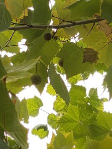 IMG_7560.jpeg