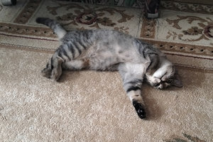 кошка.jpg