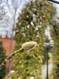 IMG_7639.jpeg