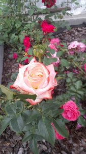 20230707_183853.jpg