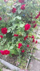 20230707_183952.jpg