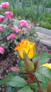 20230715_185410.jpg