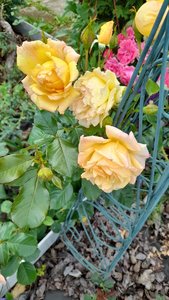 20230715_185514.jpg