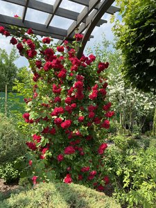 IMG_2110.jpeg