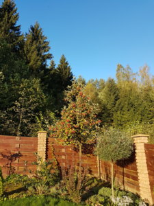 20170924_080943.jpg