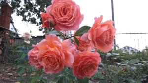 20170909_120406.jpg