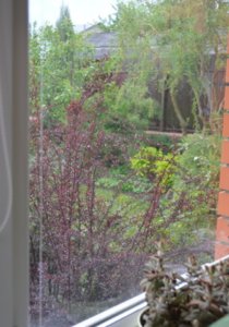 DSC_0444.JPG