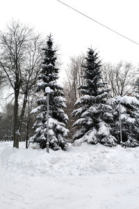 елки.jpg
