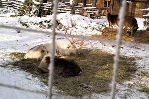 олени.jpg