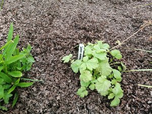 IMG_20220604_121738 (1).jpg