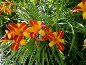 IMG_20230808_113350.jpg