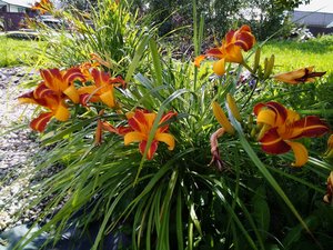 IMG_20230808_113514.jpg