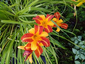 IMG_20230808_113728.jpg