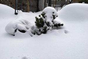 сосна.jpg