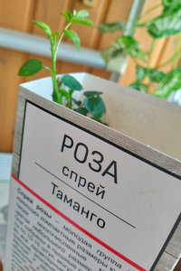 роза.jpg