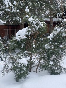 IMG_8234.jpeg
