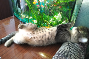 кошка.jpg