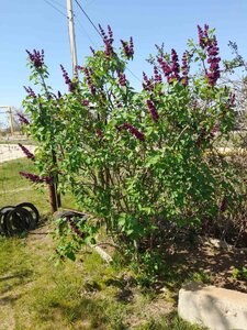 IMG-20240423-WA0000.jpg