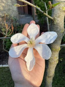 IMG_8752.jpeg