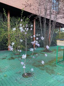IMG_8757.jpeg