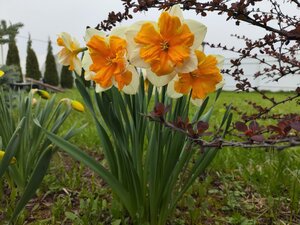 IMG_20240426_161410.jpg
