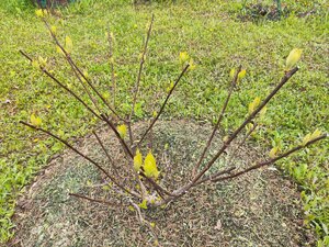 IMG_20240511_124314.jpg