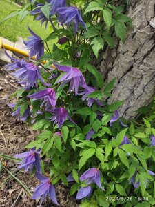 IMG_20240526_151814.jpg
