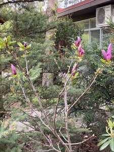 IMG_9170.jpeg