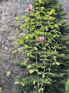IMG_9263.jpeg