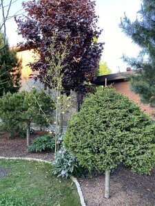 IMG_9313.jpeg