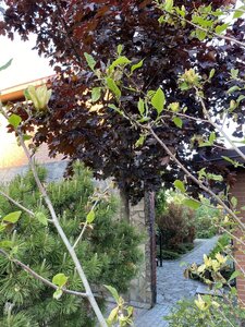 IMG_9314.jpeg