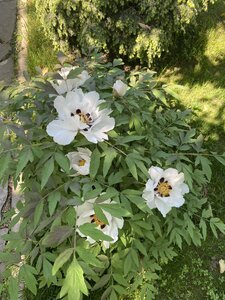 IMG_9525.jpeg