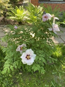 IMG_9524.jpeg