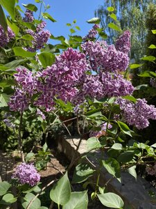 IMG_9283.jpeg