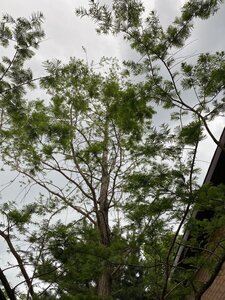 IMG_9632.jpeg