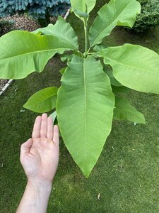 IMG_9794.jpeg