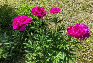 IMG_20240615_222856.jpg