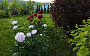 IMG_20240615_222533.jpg