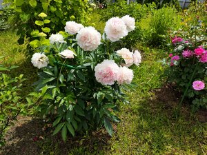 IMG_20240623_211449.jpg