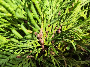 IMG_20240626_084838.jpg