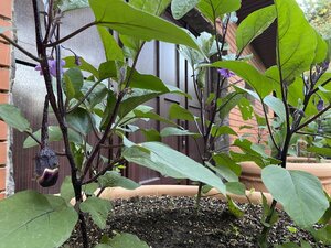 IMG_9891.jpeg