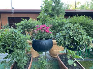 IMG_9888.jpeg