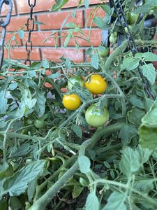 IMG_9903.jpeg
