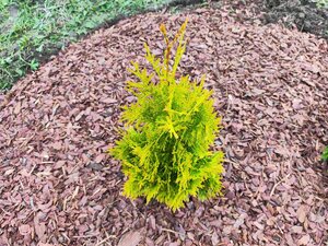 IMG_20240619_195021.jpg