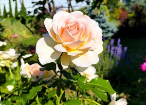 IMG_20240706_170816.jpg
