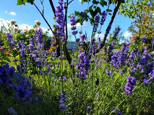 IMG_20240706_170938.jpg