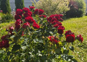 IMG_20240706_171146.jpg