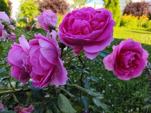 IMG_20240706_175042.jpg