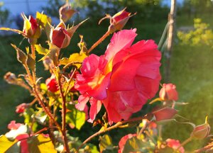 IMG_20240707_204117.jpg
